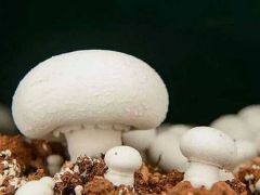 中科院與福建省農(nóng)科院食用菌所合作在雙孢蘑菇標(biāo)記研究領(lǐng)域取得重